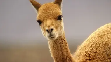 Les Andes, nature extrême E02 Des hautes terres arides