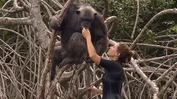 Les anges de la jungle