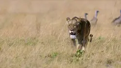Les anges gardiens de la nature