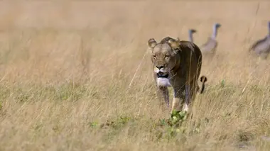 La harde du Camp Phoenix