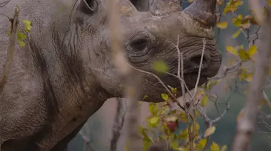 Les anges gardiens de la nature S03E01 Mission rhinocéros