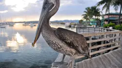 Les anges gardiens de Porto Rico