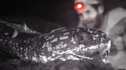 Les anges gardiens de Porto Rico