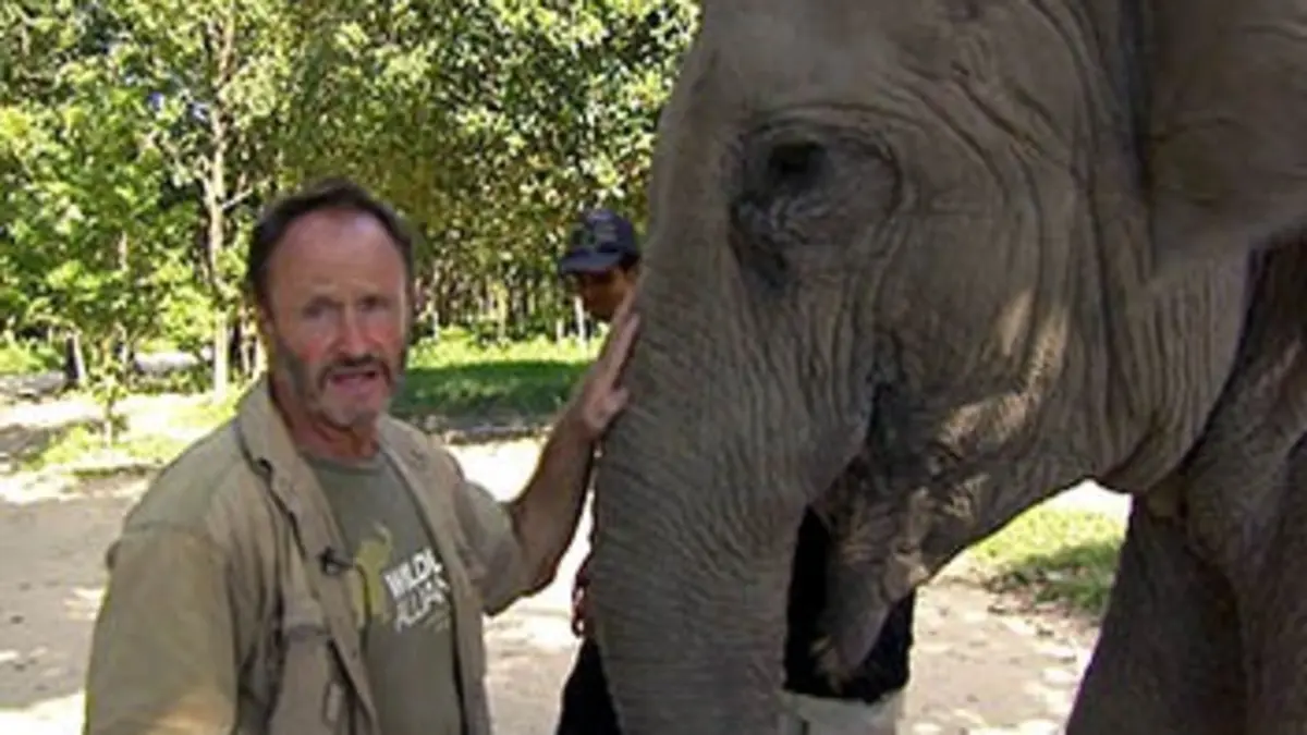 Les anges gardiens du monde animal S01E01 Dans le secret des jungles