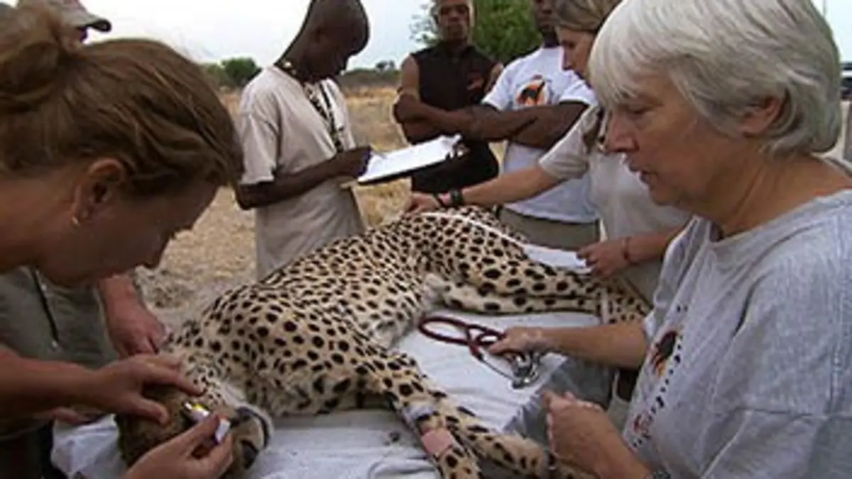 Les anges gardiens du monde animal S01E02 De la brousse au désert