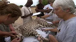 Les anges gardiens du monde animal S01E02 De la brousse au désert