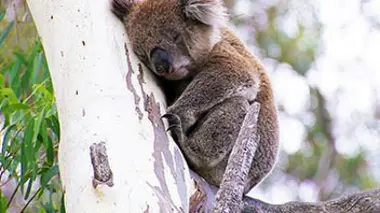 Dans le secret des îles