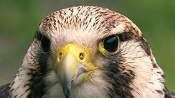 Les anges gardiens du monde animal S01E04 Au coeur des montagnes