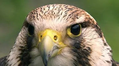 Au coeur des montagnes