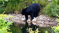 Les anges gardiens du monde animal S01E05 Mission forêts