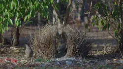 Les animaux bâtisseurs