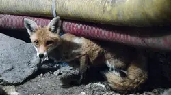 Les animaux de l'aéroport
