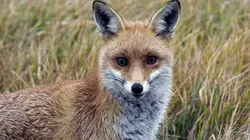 Les animaux de l'aéroport