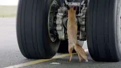 Les animaux de l'aéroport
