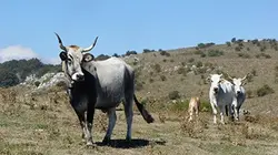 Les animaux de la 8 Animaux d'exception dans le Cher