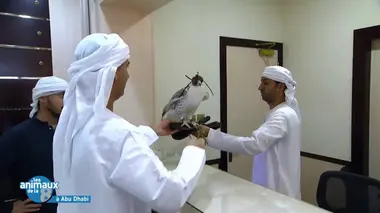 De l'Hérault aux Pyrénées-Orientales : les animaux du Sud