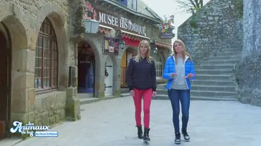 De Méribel à Courchevel, des animaux dans la neige !