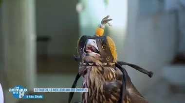 Les animaux extraordinaires de Beauval