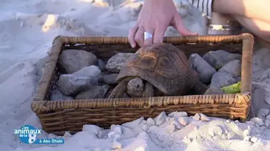 Ils travaillent avec les animaux