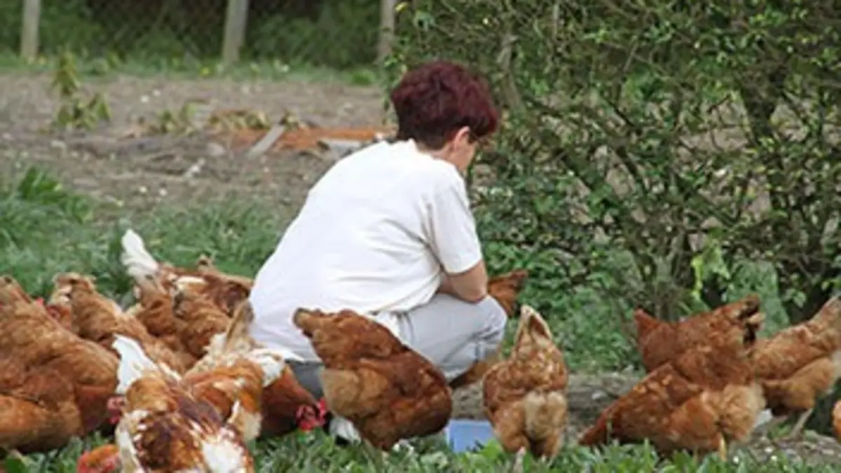 Les animaux de la ferme