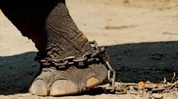 Les animaux de la seconde chance