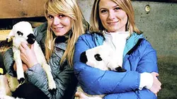 Visuel de Les animaux de Noël