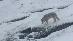 Les animaux des hauts plateaux tibétains