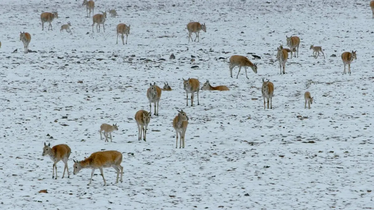 Les animaux des hauts plateaux tibétains