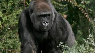 Le zoo de Washington