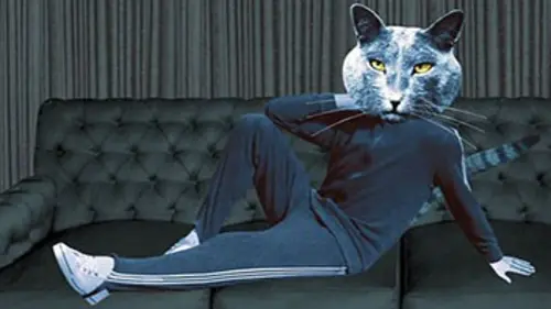 Les animaux domestiques Le chat