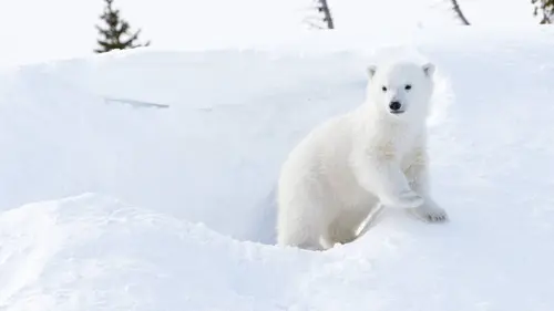 Les animaux du froid