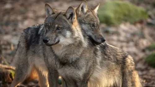 Les animaux du toit du monde replay