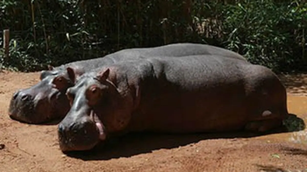 Les animaux du zoo