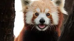 Sur France 4 à 21h40 : Les animaux du zoo