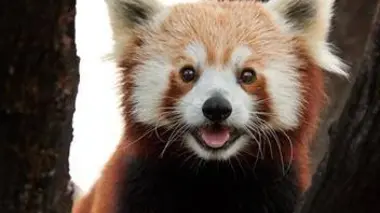 Gare aux loups et guerre d'hippo