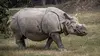 Quand les cattas attaquent et adorables rhinos