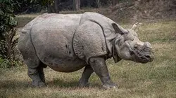 Les animaux du zoo S02E08 Quand les cattas attaquent et adorables rhinos