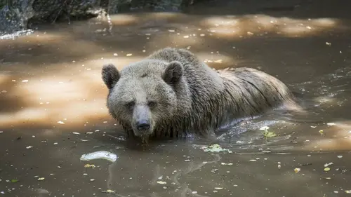 Les animaux du zoo S01E06