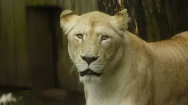 Les animaux du zoo S01E01