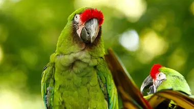 Les animaux du zoo S01E04
