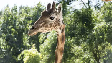 Les animaux du zoo S01E05