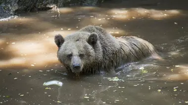 Les animaux du zoo S01E06