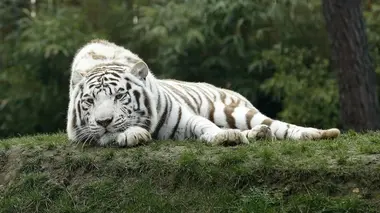 Les animaux du zoo S02E01 Boules de poils et gros chaton