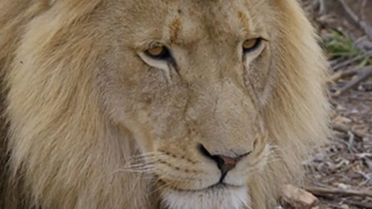 Les animaux emblématiques d'Afrique E05 La savane, un réseau de vie unique