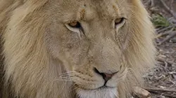Visuel de Les animaux emblématiques d'Afrique