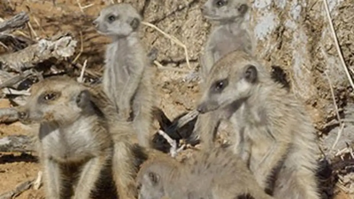 Les animaux emblématiques d'Afrique E04 A la rencontre des sentinelles du désert
