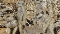 Visuel de Les animaux emblématiques d'Afrique