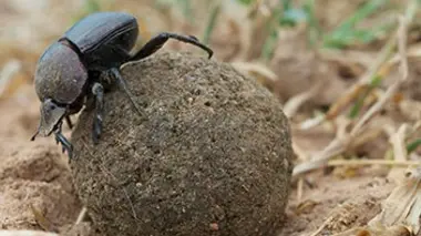 Les bousiers, recycleurs de la nature