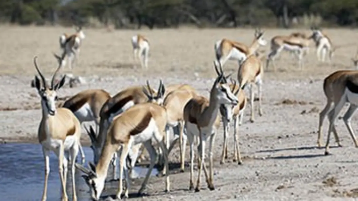 Les animaux emblématiques d'Afrique E06 Springbok & Impala : la vie dans le troupeau