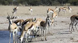 Sur Animaux à 20h35 : Les animaux emblématiques d'Afrique